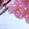 河津桜 005