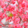 春色