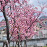 河津桜_007