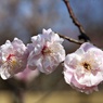 春の兆し近づく：伊那豊後