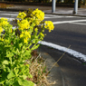 道端に咲く  菜の花