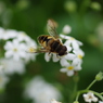 アブの花めぐり