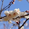 春の兆し近づく：桜梅(さくらばい)