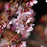 川べりの早咲き桜