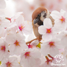 ちゅんと桜