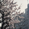 「はる」 (film)