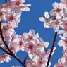 春空