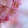 桜便り～ⅹ