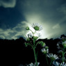 Annual fleabane