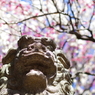 狛犬_新井天神北野神社