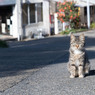 かわいく撮ってくださいニャ