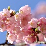 突然の暖かさにビックリ咲き：ヒガンザクラ