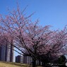 桜便り～ⅻ
