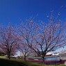 桜便り～xiii