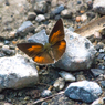 ウラギンシジミ蝶：1