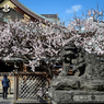 「湯島天神・梅」
