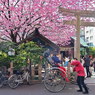 「蔵前神社のミモザと早咲きの桜」
