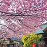 「蔵前神社のミモザと早咲きの桜」