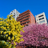 「蔵前神社のミモザと早咲きの桜」