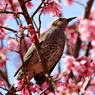 桜色がお好きでしょ