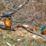 公園には2羽カワセミがいる