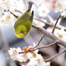 まんまるお顔