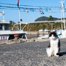 ようこそ。初めての島はいかがかニャ