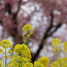菜の花畑①