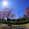 春のうららの隅田川～ⅱ