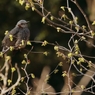 花荒らし鳥