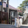 坂の上のおチビさん
