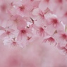 桜吐息