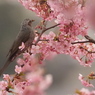 まつだ桜まつりのヒヨドリ