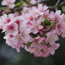 引地川の河津桜