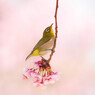 桜のブランコ