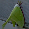 オオミズアオ（（ヤママユガ科））：2