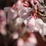 桜②