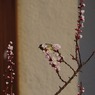 庭木にメジロが 3