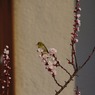 庭木にメジロが 4