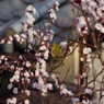庭木にメジロが 7　