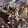 庭木にメジロが 8