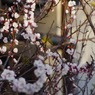 庭木にメジロが 9