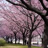 桜便り～xvi