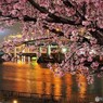 オオカン夜桜～ⅳ