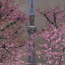 「大寒桜と東京スカイツリー」-良