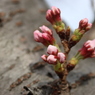 土手の桜
