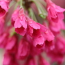 寒緋桜