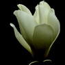 Natural Love