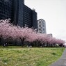 桜便り～xvii