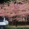 桜とズッピ